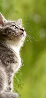 Gray kitten sitting by green leaves in serene nature scene.