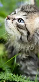 Adorable kitten with blue eyes amidst lush green grass.