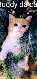 Orange and white kitten in green pine tree branches.