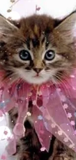 Adorable kitten in pink frilly costume with blue eyes on a white background.