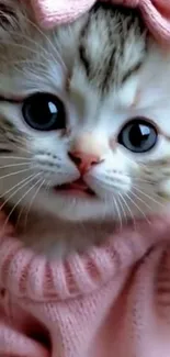 Adorable kitten in pink sweater with big eyes.