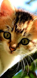 Adorable kitten peeks through tree branches among green leaves.