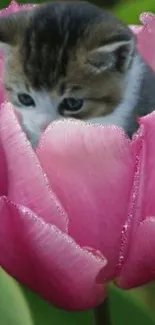 Cute kitten nestled inside a pink tulip.