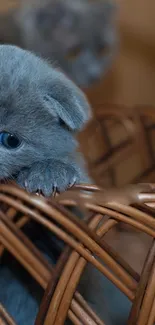 Gray kitten in wicker basket, peeking out adorably