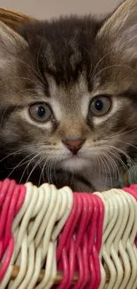 A cute kitten sitting inside a colorful wicker basket.