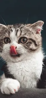 Adorable kitten licking its nose, fluffy fur.