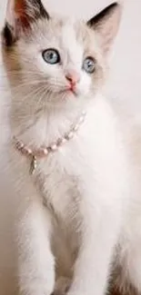 Adorable kitten with blue eyes and pink collar on white background.