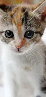 Adorable kitten with big eyes on a soft white background.