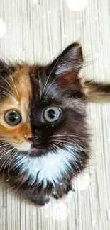 Adorable black and orange kitten on wooden floor.