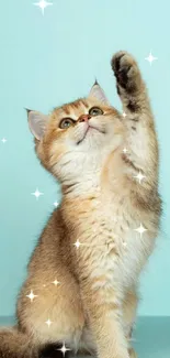 Adorable kitten reaching up on a light blue background wallpaper.