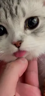 Adorable kitten with pink tongue and fluffy fur.