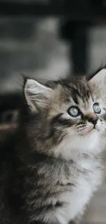 Adorable fluffy kitten with blue eyes and rustic background.