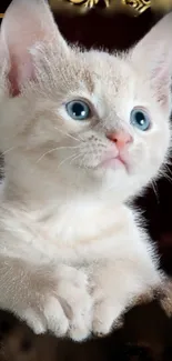 Adorable cream kitten with blue eyes.