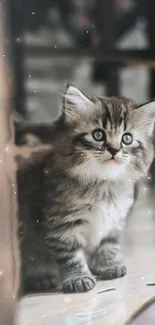 Fluffy kitten sitting indoors with a cozy, warm backdrop.