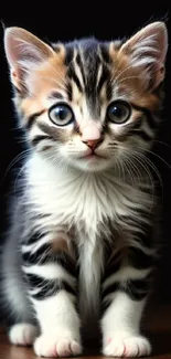 Adorable tabby kitten with big eyes on a dark background.