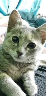 Adorable gray kitten with soft fur lounging on a cozy bed with a blue background.