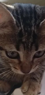 Close-up of an adorable tabby kitten with big expressive eyes.