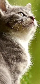 Adorable gray kitten with green background.