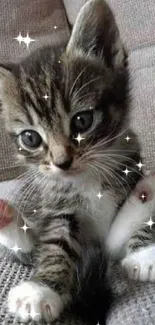 Adorable tabby kitten sitting on a soft gray sofa, looking cute and cozy.