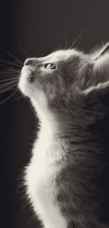 Black and white kitten looking upward in soft light.