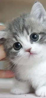 Adorable fluffy kitten with blue eyes on a soft gray background.