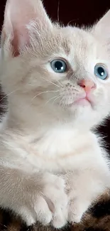 Adorable cream-colored kitten with blue eyes looking curious.