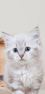 Cute fluffy kitten with blue eyes.