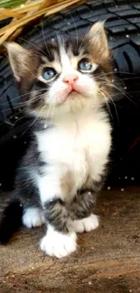 Adorable kitten standing on wood against a rustic background.