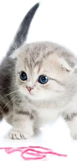 Fluffy tabby kitten with blue eyes and pink yarn on a white background.