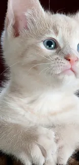 Adorable beige kitten with blue eyes sitting on a soft background.