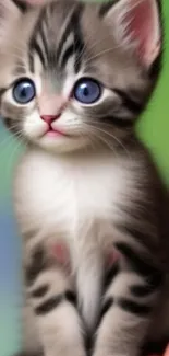 Adorable kitten with blue eyes on a green background, perfect for mobile wallpaper.