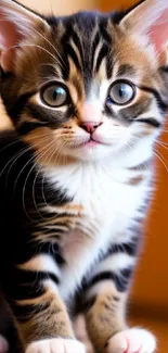 Adorable kitten with striped fur in a mobile wallpaper.