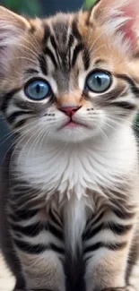 Adorable tabby kitten with blue eyes sitting on the ground.