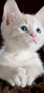 Adorable beige kitten with blue eyes close-up.