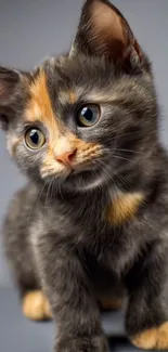Adorable kitten with striking fur patterns.