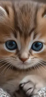 Fluffy kitten with big blue eyes on a soft textured background.