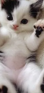 Adorable black and white kitten lying on a blanket.