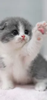 Cute gray and white kitten with raised paw on a soft background.