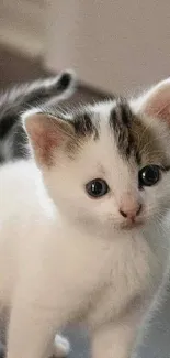 Adorable white and brown kitten mobile wallpaper with big eyes.