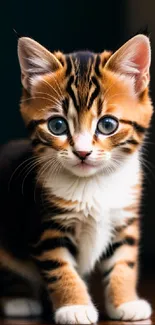 An adorable striped kitten with blue eyes on a wooden floor.