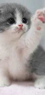 A fluffy grey and white kitten raising its paw adorably.