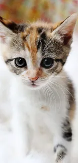 Adorable calico kitten on a fluffy white background as mobile wallpaper.