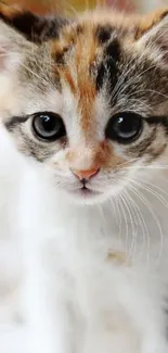 Adorable calico kitten with big eyes in a soft, white background.