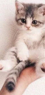 Adorable kitten sitting on a hand with a white background.