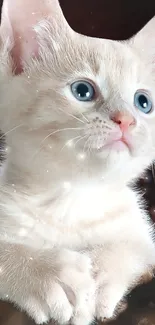 Adorable white kitten with blue eyes, fluffy fur.