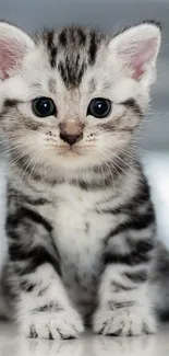 Adorable gray kitten sitting with curious blue eyes.