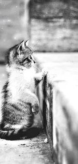 Monochrome image of a curious kitten on steps.