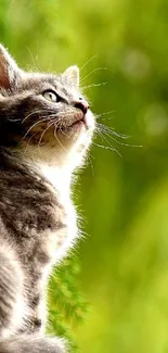 Adorable kitten sitting in lush greenery, looking upwards.