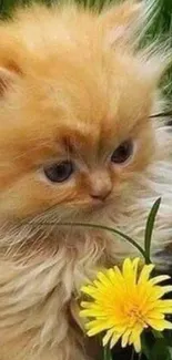 Fluffy ginger kitten with yellow flower in nature setting.