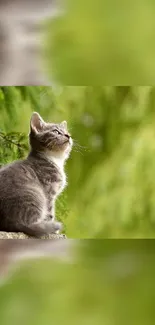 Gray kitten looks up amid lush green nature.